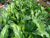 ╭＊田尾玫瑰園＊╯蕨類植物(山蘇)-嫩芽先端捲曲.質地柔滑嫩脆.可食用