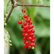 珍珠一串紅苗，4棵一組/土球包，大小棵隨機出