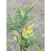 植plant & flower ~ 斑葉銀真柏  盆景素材