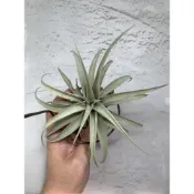 (店+)空氣鳳梨 卡比他他'銀玫瑰' capitata ’Silver Rose’