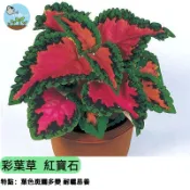 🌿【網美級盆栽】彩葉草種子 紅寶石品種 不開花也美 耐陰好種 陽台室內觀葉植物 懶人必備 葉色艷麗