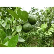 【護生】香檬粉 裸裝 100g