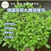 【現貨🌱九層塔種子】隔日達 香菜植物九層塔 台灣羅勒種子 烹調香料四季可種 發芽率高 園藝 DIY種植 新鮮香草