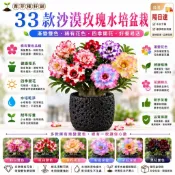 【現貨🌹33款沙漠玫瑰】 4吋盆/重瓣沙漠玫瑰花苗  庭院室內外陽臺 多年生好養花卉 四季開 不怕養不活｜水培土栽自由選