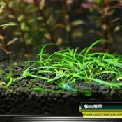 【AC草影】帕夫椒草【一株】