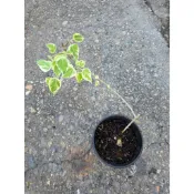威爾森園藝-斑葉菩提樹5.5吋盆擇優出