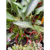 ☆萬花叢★觀葉植物【紅花天堂鳥】★5/6吋盆★高約20-45cm