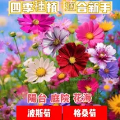 沐耕園|臺灣現貨速發【品質保證】【波斯菊種子】 七彩花卉  四季盆栽  格桑花種子桑格花種子野花種子 庭院種植 盆栽地栽