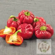 【台灣現貨】南瓜辣椒，其植株自然緊湊，分枝性佳，果實色彩豔麗，既可觀賞又可食用，深受人們喜愛。#果菜類#觀賞辣椒種籽