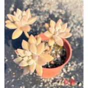 多肉植物-秋麗（穴盤苗帶土球不附花牌）-慈碩農場