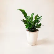 植物空間 觀葉植物 室內植物 金錢樹6寸素陶盆（塑料）