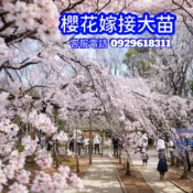 櫻花樹 櫻花成樹✅櫻花嫁接苗 櫻花 櫻花苗 櫻花盆栽 八重櫻 富士櫻花 粉紅吉野櫻 松月櫻 山櫻花 河津櫻 千島櫻