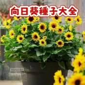 🔥🔥稀有品種（向日葵種子大全）優選種子 發芽率高 花大籽多 開花不斷 彩高產飽滿瓜子 可觀賞可食用葵花籽 #懶人易種植