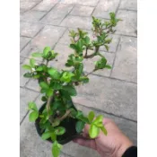 西印度 櫻桃 （上鋁線/S飄型 ）｜4吋苗植袋～（開花著果中）扦插塑型苖木⋯