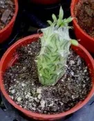 普西莉菊 塊根植物 多肉植物 1寸盆 3寸盆 綠化觀賞植栽 室內外植物 觀賞療癒植栽