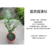 心栽花坊-藍色羅漢松/藍羅漢/6吋/綠化植物/綠籬植物/松杉柏檜/售價350特價300