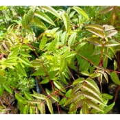 玫森 香椿 袋苗 香草植物