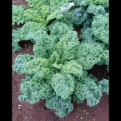 綠捲葉羽衣甘藍種子300粒50元