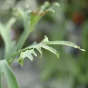 爆米花鹿角蕨（TC) 2吋盆  蕨類植物 鹿角蕨上板 觀葉植物 上板 園藝 療癒 植栽 陽台【阿金的便秘花園】PP297