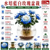 不怕養不活｜水培土栽自由選【現貨 稀有玫瑰苗】🌹 玫瑰花苗 香水玫瑰 多頭玫瑰厄瓜多爾 稀有玫瑰血麒麟碎冰濃香型玫瑰花苗