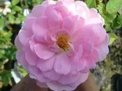 ╭＊田尾玫瑰園＊╯玫瑰花--(貝絲夫人Wife of Bath)