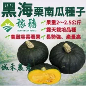 城禾農產🍃 黑海栗子南瓜種子 12粒 露天品種 日本栗子南瓜種子 栗子南瓜種子 黑海南瓜種子 黑海栗子南瓜種子 南瓜種子
