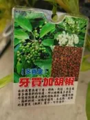 ╭＊田尾玫瑰園＊╯多香果-牙買加胡椒-高30cm280元-果實具有丁香、胡椒、肉桂、肉荳蔻等多種香料的味道-