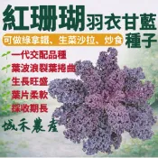 城禾農產🍃 紅珊瑚羽衣芥藍種子 30粒 紅珊瑚羽衣甘藍種子 紅珊瑚芥藍種子 紅珊瑚甘藍種子 羽衣芥藍種子 羽衣甘藍種子