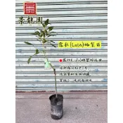 「景龍園」(甘甜)露拉(Lula)酪梨嫁接苗、酪梨苗、酪梨
