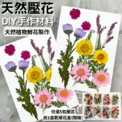 ALL SPLENDID 【A-ONE】永生壓花 乾燥壓花 書籤DIY 押花真花壓花 植物標本素材 乾花 小菊花 花藝材料包 永生花材