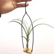 空氣鳳梨 柳葉 Tillandsia Balbisiana