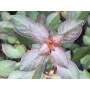 玫瑰葉底紅(全國最低)，1株，水上葉出貨，最簡單入門的紅色水草