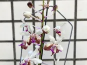 【唐老鴨】 雅美萬代蘭 Vanda lamellata var boxallii (實生苗)