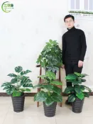 協貿國際日用品生活12館 仿真植物盆栽金錢樹客廳落地綠植擺設室內裝飾假花塑料仿真樹盆景