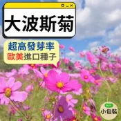 大波斯菊種子 彩虹波斯菊 1公斤 花海種子 綠肥種子 【綠化雨仔店】