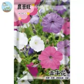 【原廠包裝】牽牛花種子(Morning glory)2克裝 爬藤植物 圍籬陽台綠化 四季開花 易爆盆好種植 新手必備
