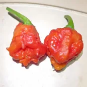 淘花運🌶️【天堂 （死神）F1 辣椒種子】🌶️新種上市 （特辣）高度約為1-1.5米 可觀賞可食用辣椒種子 庭院陽台