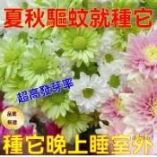 🌱 驅蚊草種子 強效驅蚊蟑螂 薄荷九層塔 萬壽菊 驅蚊草 濃香型花卉 盆栽驅蚊草種子 蓄意草種子迷迭香種子