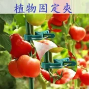 (店+)植物固定夾 番茄 夾子 嫁接夾 瓜果夾 南瓜夾 綁枝 藤蔓夾 幼苗夾 植物夾 哈密瓜夾 絲瓜夾 綁蔓夾 蘭花夾 水果夾