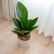 【室內盆栽】富貴花燭(小) 開幕盆栽 盆栽送禮 升遷送禮 植物