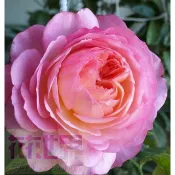 花花世界_玫瑰苗--康斯坦茨，Constance--香味持久