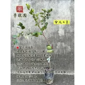 「景龍園」雪天王棗苗/春雪蜜棗苗、棗子