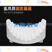 【滿299出貨】海水五爪貝基座，高效足絲附著固定，移動不傷足絲與腺體！！