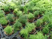 ╭＊田尾玫瑰園＊╯觀葉植物--(文竹)
