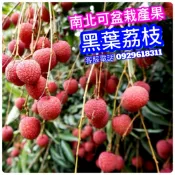 黑葉荔枝✅超矮化盆栽✅結過果 荔枝樹 鵝蛋荔枝 荔枝 荔枝苗 大丁香荔枝 果苗 樹苗 矮化果樹 矮化盆栽 矮化果樹