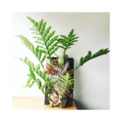 (店+)苔鑽🍀 ❗️買三送一❗️檞蕨  1株（莖上有葉子的先出）/蕨類植物/蕨類小品/療癒蕨品/觀葉植物/居家飾品/盆栽/造景