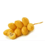 美珠椰棗實生苗câygiống chà là