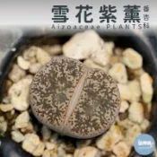 🌵✧植得栽✦【雪花紫薰】番杏科/石頭玉/屁屁玉/石頭花/Lithops/生石花屬/屁屁石頭玉/多肉植物/多肉/園藝