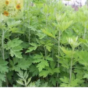 淘花運🌿【艾草種子】🥬中草藥種子辟邪長壽草種子/生長強健如野草/濃香驅蟲/生命力超強 地栽盆栽皆瘋長/隨手一撒長一片