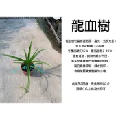 心栽花坊-龍血樹/龍鐵樹/期間限定/3吋盆/觀葉植物/室內植物/綠化環境/特價70